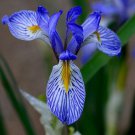 Wild Blue Iris Flower Seeds Iris Missouriensis 50 Seeds Fresh Seeds Fast Shipping