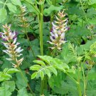 Wild Licorice S Glycyrrhiza Lepidota Used For Confectionery And Herbal Remedies Fresh Seeds Fast Shi
