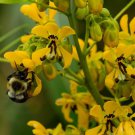 Wild Senna Bush Seeds Cassia Marilandica 25 Seeds Fresh Seeds Fast Shipping