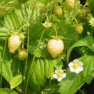 Wild Strawberry White Soul Seeds Fragaria Vesca 100 Seeds Fresh Seeds Fast Shipping