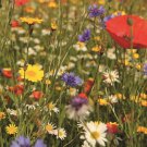 Wildflower Birds Butterfly Mix Seeds 7G Seeds Fresh Seeds Fast Shipping