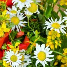Wildflower Dryland Mix Seeds 7G Seeds Fresh Seeds Fast Shipping