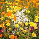 Wildflower Gulf Coast Mix Seeds 7G Seeds Fresh Seeds Fast Shipping