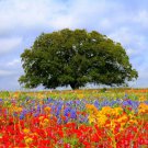Wildflower Texas Oklahoma Mix Seeds 7G Seeds Fresh Seeds Fast Shipping