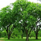 Winged Elm Tree Seeds Ulmus Alata 30 Seeds Fresh Seeds Fast Shipping