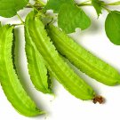 Winged Or Dragon Asian Bean Garden Fresh Seeds Fast Shipping