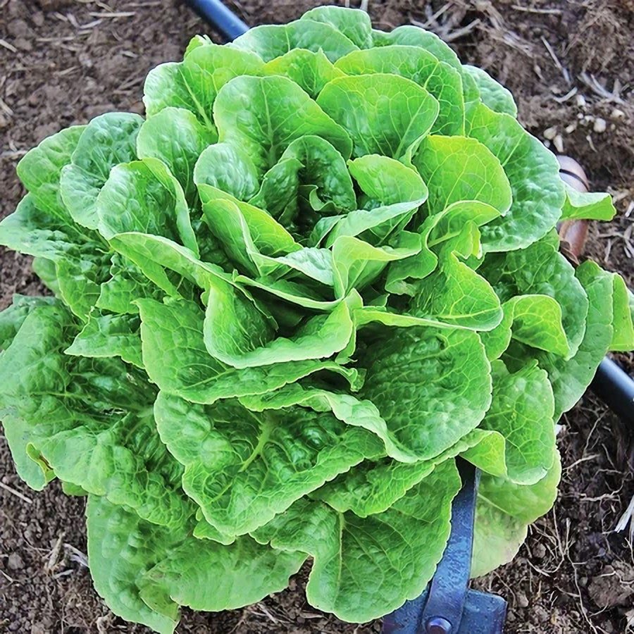 Winter Density Lettuce Vegetable Frost Resistant Fresh Seeds Fast Shipping