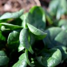 Winter Giant Spinach Garden Microgreens Fresh Seeds Fast Shipping