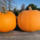 Winter Luxury Pie Pumpkin Seeds Best Pie Pumpkin Fresh Seeds Fast Shipping