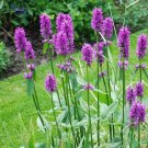 Wood Betony Flower Seeds Stachys Officinalis 30 Seeds Fresh Seeds Fast Shipping
