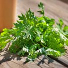 Wormwood Herb Culinary Artemisia Absinthium Fresh Seeds Fast Shipping
