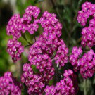 Yarrow Cerise Queen Flower Seeds Achillea Millefolium 200 Seeds Fresh Seeds Fast Shipping