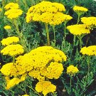 Yarrow Golden Achillea Millefolium Flowering Herb Fresh Seeds Fast Shipping