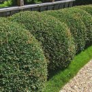 Yaupon Holly Bush Seeds Ilex Vomitoria 25 Seeds Fresh Seeds Fast Shipping