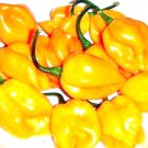 Yellow Caribbean Habanero Hot Pepper Seeds Vegetable Seeds Fresh Seeds Fast Shipping
