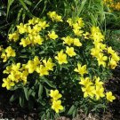 Yellow Flax Flower Seeds Linum Flavum Compactum 50 Seeds Fresh Seeds Fast Shipping