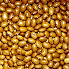 Yellow Indian Woman Dry Bush Bean Swedish Vegetable Garden Fresh Seeds Fast Shipping