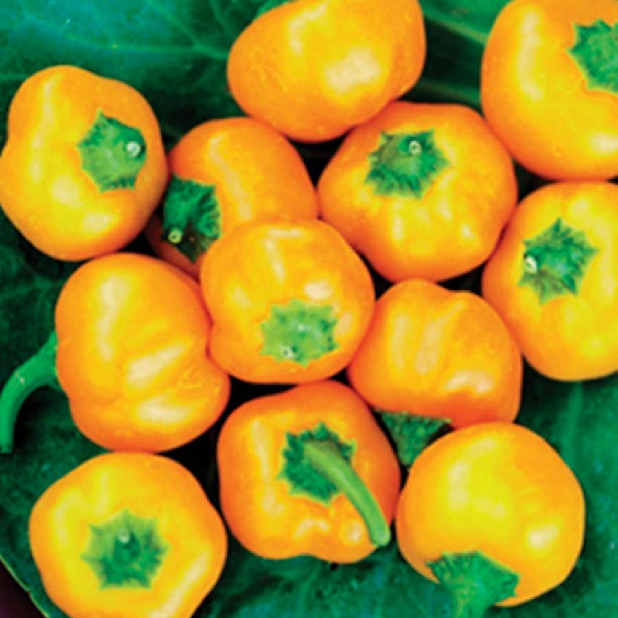 Yellow Mini Bell Sweet Bell Pepper Vegetable Seeds Fresh Seeds Fast Shipping