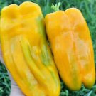 Yellow Monster Sweet Bell Pepper Fresh Seeds Fast Shipping