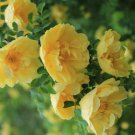 Yellow Rose Bush Seeds Rosa Xanthina 15 Seeds Fresh Seeds Fast Shipping