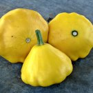 Yellow Scallop Summer Squash 20 Vegetable Fresh Seeds Fast Shipping