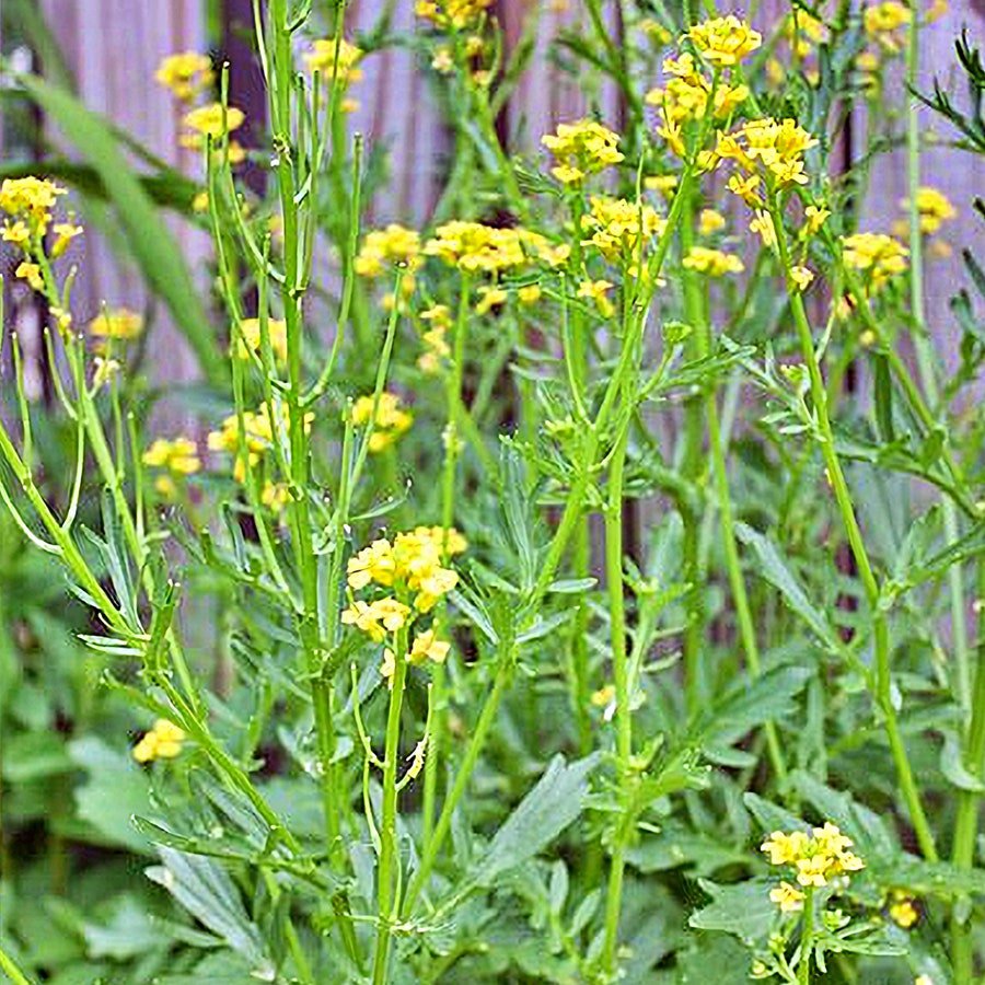 Yellow White Mustard Culinary Micro Greens Fresh Seeds Fast Shipping