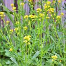 Yellow White Mustard Culinary Micro Greens Fresh Seeds Fast Shipping