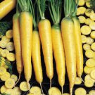 Yellowstone Carrot Vegetables Fresh Seeds Fast Shipping