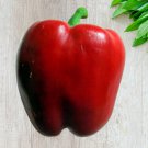 Yolo Wonder Sweet Bell Pepper Vegetable Seeds Fresh Seeds Fast Shipping