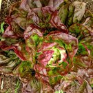Yugoslavian Red Lettuce Butterhead Vegetable Fresh Seeds Fast Shipping