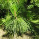 Yunnan Pine Tree Seeds Pinus Yunnanensis 30 Seeds Fresh Seeds Fast Shipping
