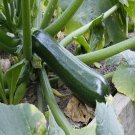 Zucchini Squash Black Beauty Vegetable Seeds Cucurbita Pepo 15 Seeds Fresh Seeds Fast Shipping