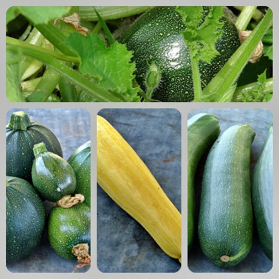 Zucchini Summer Squash Seed Kit Garden Seed Fresh Seeds Fast Shipping