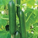 10 Ashley Long Cucumber Seeds Organic Fresh Seeds Fast Shipping