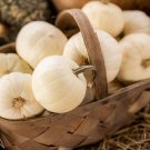 10 Baby Boo Pumpkin Seeds Fresh Seeds Fast Shipping