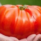 10 Beefsteak Tomato Seeds Organic Fresh Seeds Fast Shipping