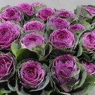 10 Condor Red Ornamental Kale Seeds Fresh Seeds Fast Shipping