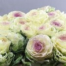 10 Condor White Ornamental Kale Seeds Fresh Seeds Fast Shipping