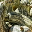 10 Cushaw Green Striped Squash Seeds Fresh Seeds Fast Shipping