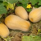 10 European Winter Butternut Squash Seeds Fresh Seeds Fast Shipping