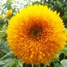 10 Giant Teddy Bear Sunflower Seeds 7 Feet Tall Bees Hummingbird Fresh Seeds Fast Shipping
