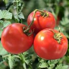 10 Homestead Tomato Seeds Organic Fresh Seeds Fast Shipping