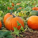 10 Jack Olantern Pumpkin Seeds Fresh Seeds Fast Shipping