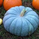 10 Jarrahdale Blue Pumpkin Seeds Organic Fresh Seeds Fast Shipping