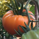 10 Kelloggs Breakfast Tomato Seeds Organic Rare Fresh Seeds Fast Shipping
