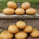 10 Long Island Cheese Pumpkin Seeds Fresh Seeds Fast Shipping