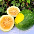 10 Moon Stars Organic Watermelon Seeds Fresh Seeds Fast Shipping