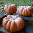 10 Musquee De Provence Pumpkin Seeds Fresh Seeds Fast Shipping