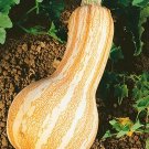 10 Orange Striped Cushaw Squash Seeds Fresh Seeds Fast Shipping