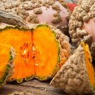 10 Peanut Pumpkin Seeds Fresh Seeds Fast Shipping